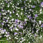 Brunfelsia pauciflora Çiçek
