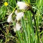 Eriophorum latifolium Blodyn