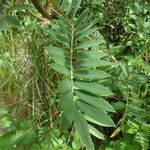 Tephrosia candida Leaf