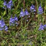 Veronica satureiifolia आदत