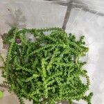 Selaginella denticulataLeaf