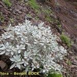 Helichrysum obconicum Hábito