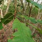Anthocleista schweinfurthii पत्ता