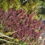 Azolla filiculoides Leaf