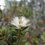 Melaleuca gnidioides Кветка