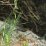 Leucanthemum graminifolium Flower