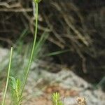 Leucanthemum graminifolium Цвят