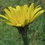 Hypochaeris radicata Flower