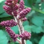 Astilbe japonica Lorea