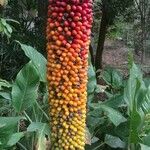 Amorphophallus paeoniifolius Fruto