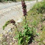 Epipactis helleborine Elinympäristö