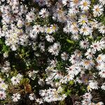 Symphyotrichum lanceolatum 花