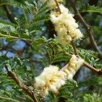 Acacia tortilis Blüte