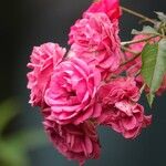 Rosa gallicaफूल