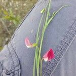 Lathyrus nissolia Flower