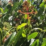 Palicourea crocea Flor