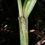 Scleria latifolia Cortiza