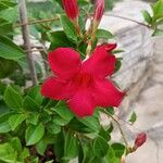 Mandevilla sanderi 花