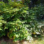 Calycanthus floridus Habit