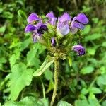 Prunella hastifolia Fula