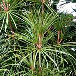 Sciadopitys verticillata Mosusu
