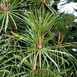 Sciadopitys verticillata Egyéb