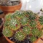 Mammillaria compressa Habitat