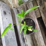Commelina cyanea Hoja