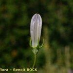 Campanula fritschii Ovoce