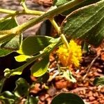 Acacia craspedocarpa Blüte