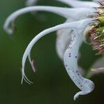 Monarda russeliana Lorea