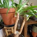 Yucca elephantipesLeht