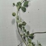 Medicago rigidula Likasa