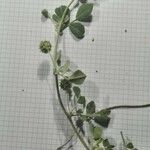 Medicago rigidula Лист