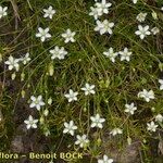Sagina glabra Hábito