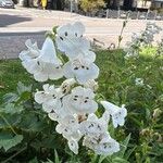 Penstemon digitalis Flor