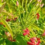 Combretum indicum Blüte