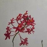 Epidendrum ibaguense Kvet