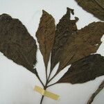 Amasonia campestris Feuille