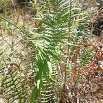 Pteris vittata Blad