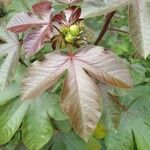 Jatropha gossypiifolia برگ