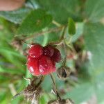 Rubus scaber Frukt