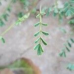 Hippocrepis biflora Leaf