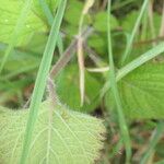 Plectranthus grallatus