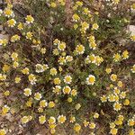 Anthemis secundiramea Flors