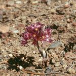 Allium atrorubens Blomma