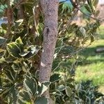 Ficus retusa Kora