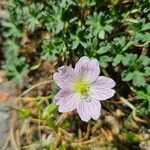 Geranium cinereum फूल