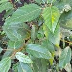 Ficus racemosa Habitus