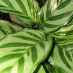 Calathea concinna برگ